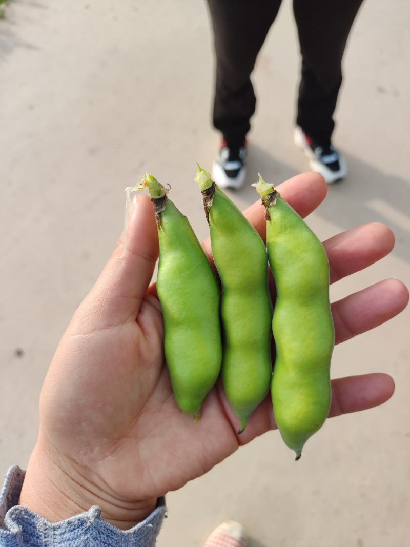 禄劝老品种蚕豆，口感甜糯