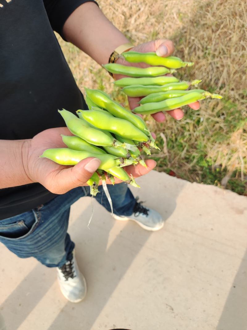 禄劝老品种蚕豆，口感甜糯