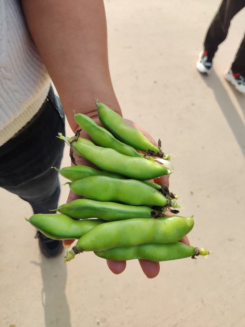 禄劝老品种蚕豆，口感甜糯