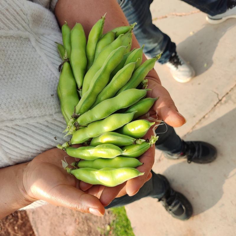 禄劝老品种蚕豆，口感甜糯