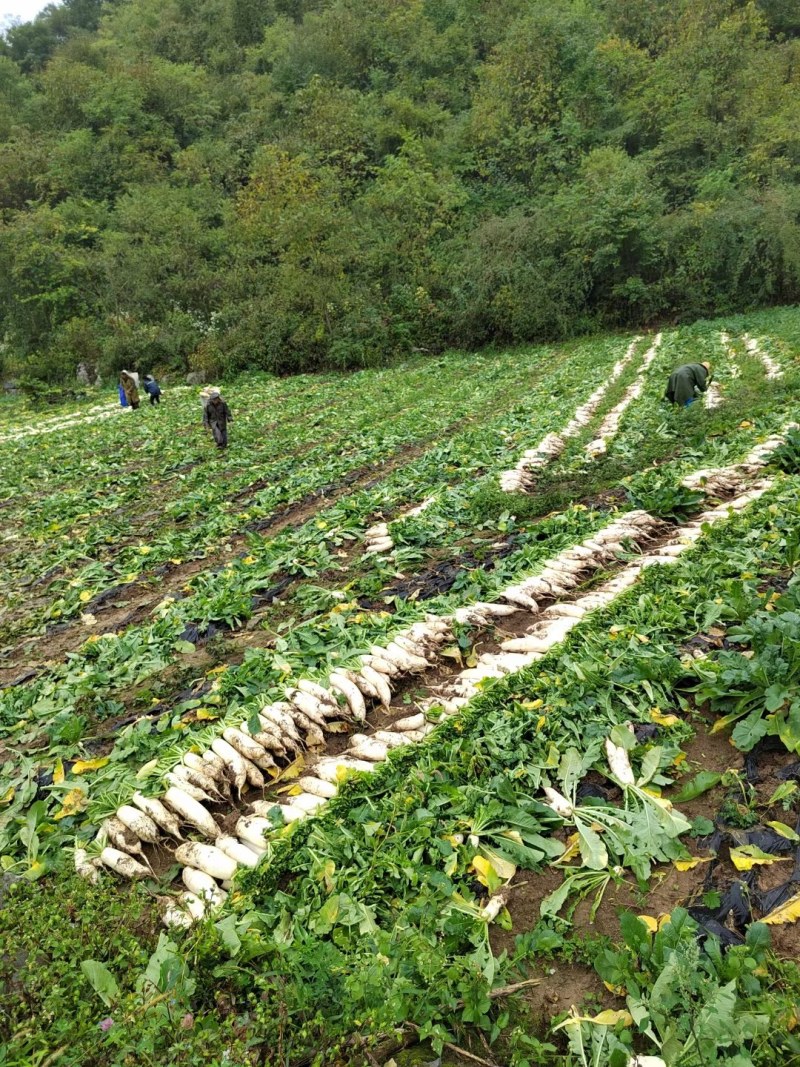 精品白萝卜，产地一手货价格便实惠，量大质优可视频看货