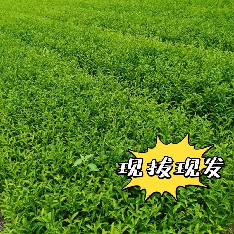 梅占茶苗大叶乌龙茶一年生基地培育直销量大从优茶树苗南方本