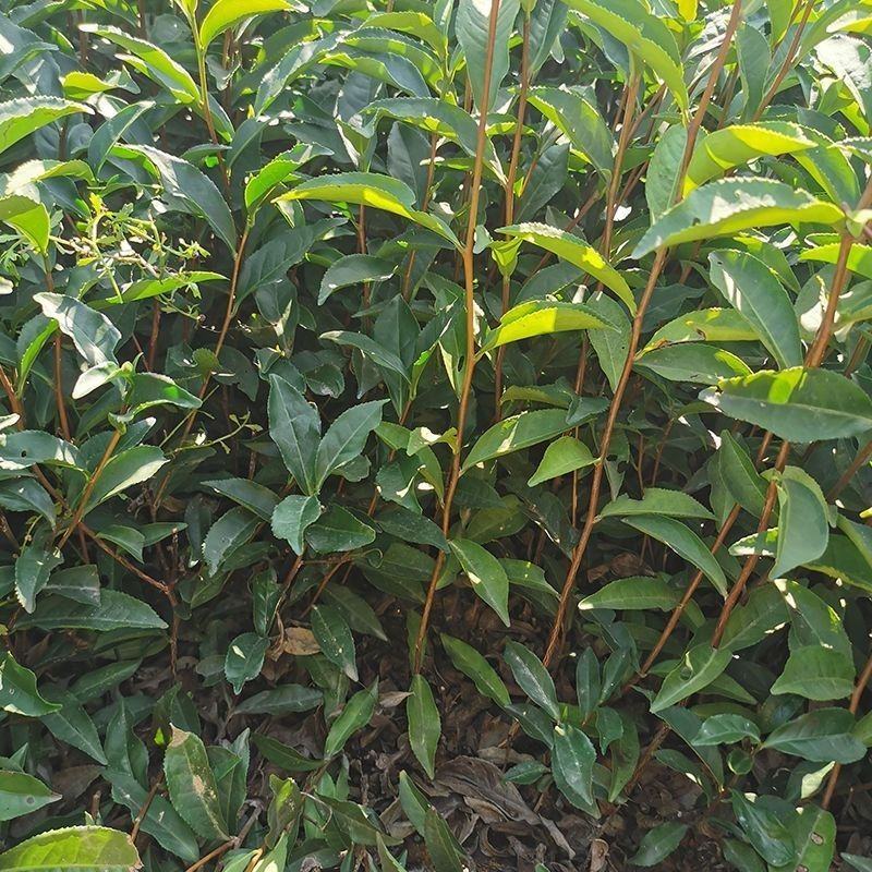 梅占茶苗大叶乌龙茶一年生基地培育直销量大从优茶树苗南方本