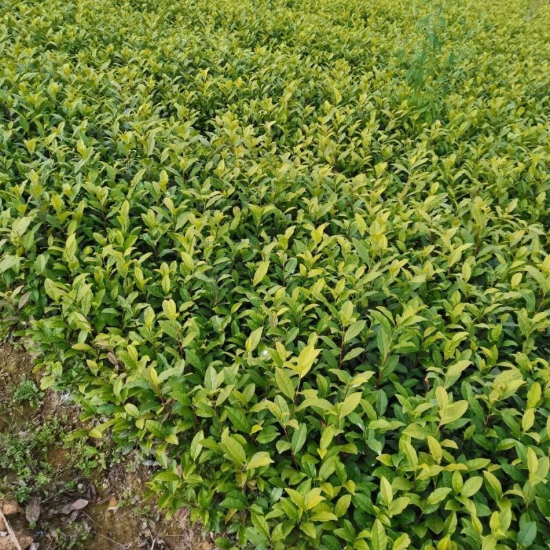 梅占茶苗大叶乌龙茶一年生基地培育直销量大从优茶树苗南方本