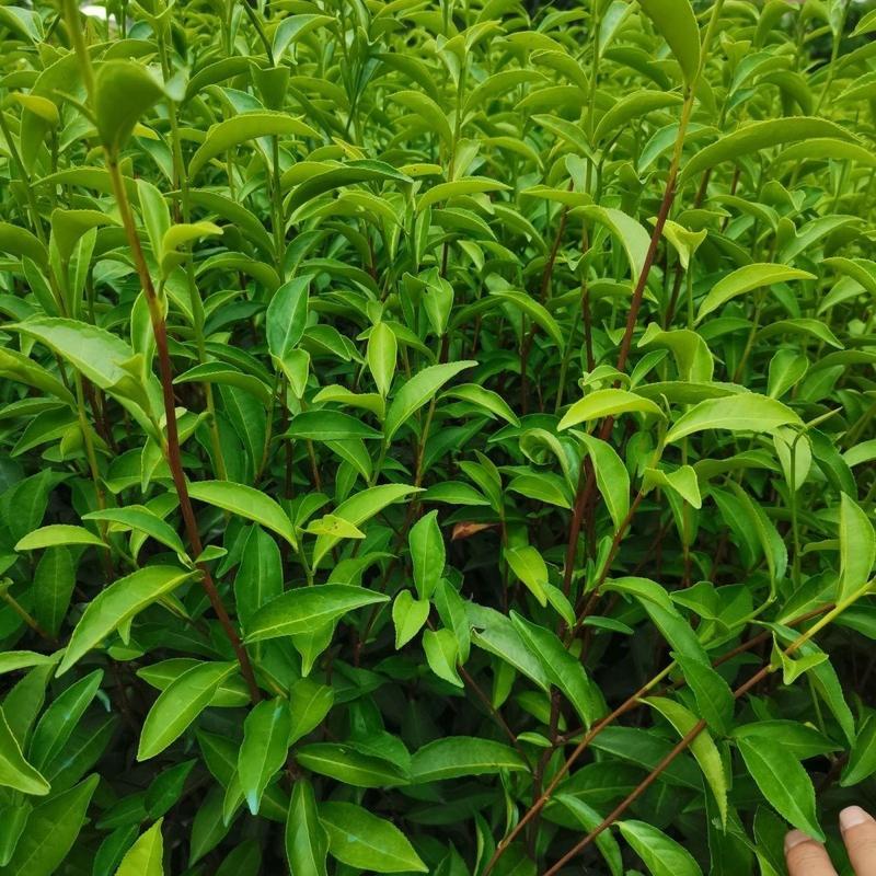 梅占茶苗大叶乌龙茶一年生基地培育直销量大从优茶树苗南方本