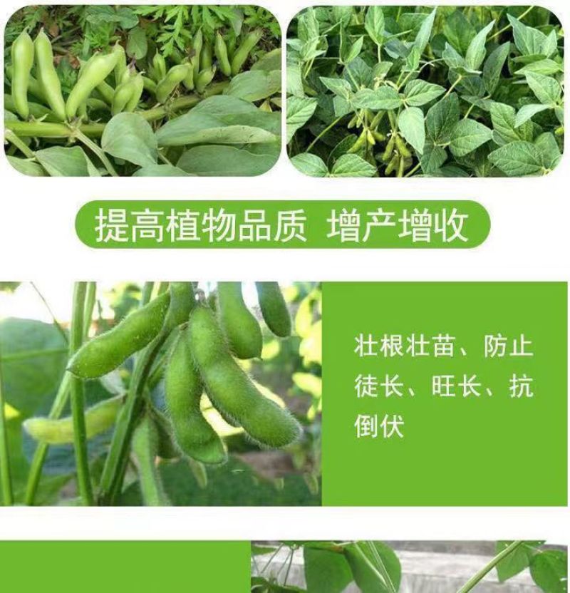 拉长嫩直花荚饱豆角芸豆扁豆豆类专用叶面肥拉长拉直膨大素
