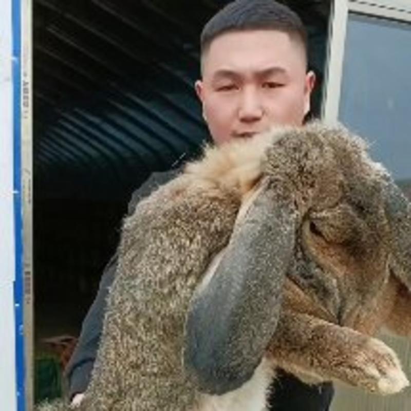 公羊兔巨型兔法国公羊兔