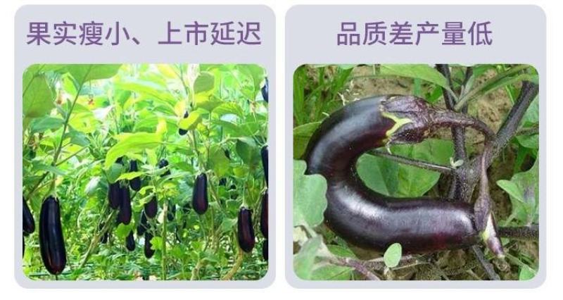 茄子黑亮膨果增产素茄子叶面肥膨大素增色亮果上色促根壮苗