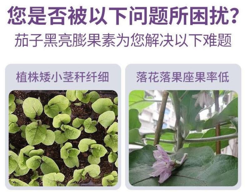 茄子黑亮膨果增产素茄子叶面肥膨大素增色亮果上色促根壮苗
