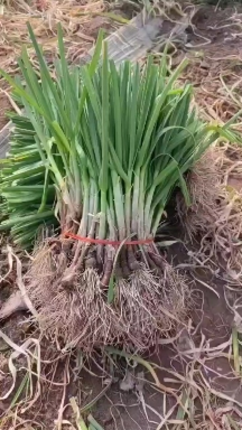 精品红根蒜苗，产地供应发货，量大从优，欢迎大家