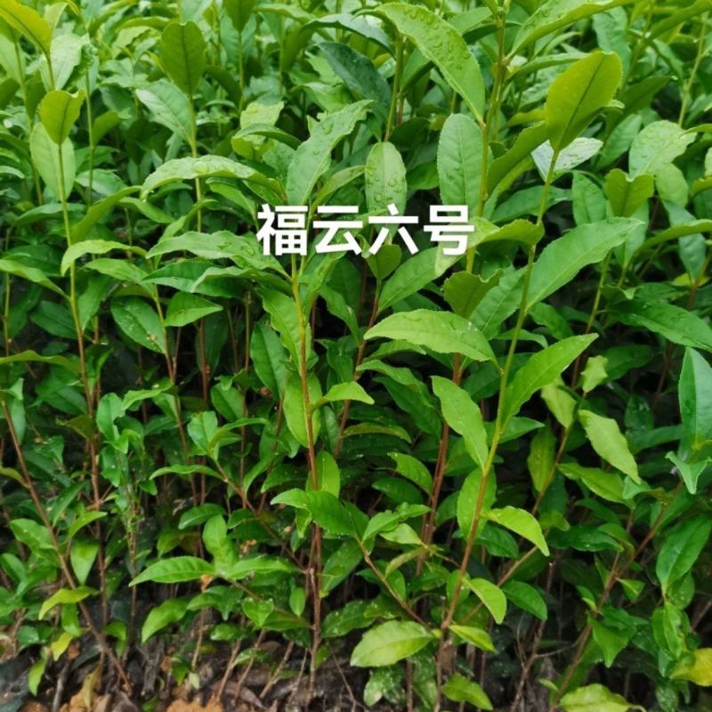 福云六号茶苗国家培育基地福建基地绿茶红茶黄金茶白茶普洱茶