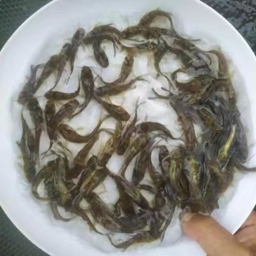 黄骨鱼苗