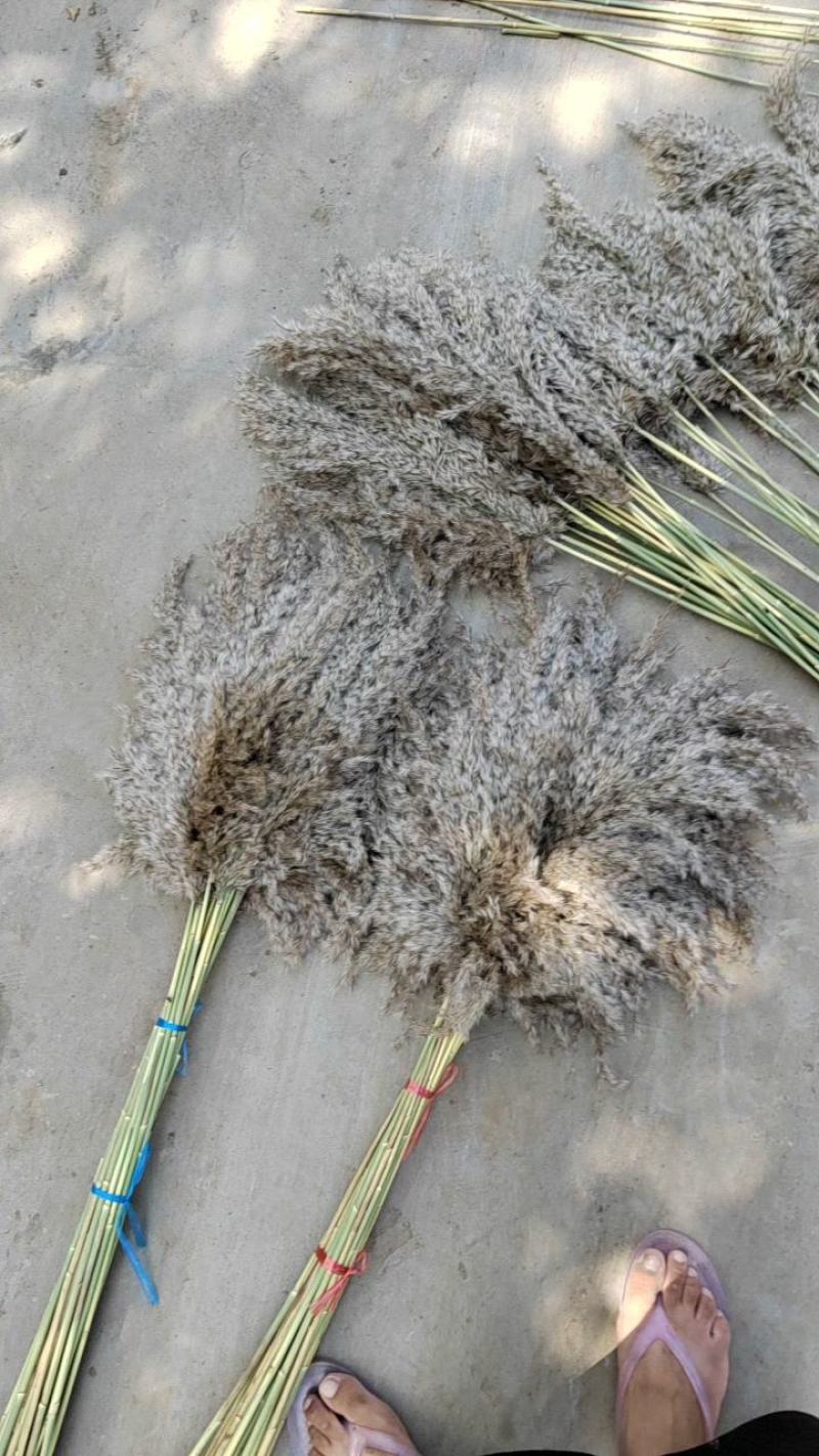 天然芦苇草永生花拂尘花干花花束橱窗装饰客厅落地式摆件婚庆