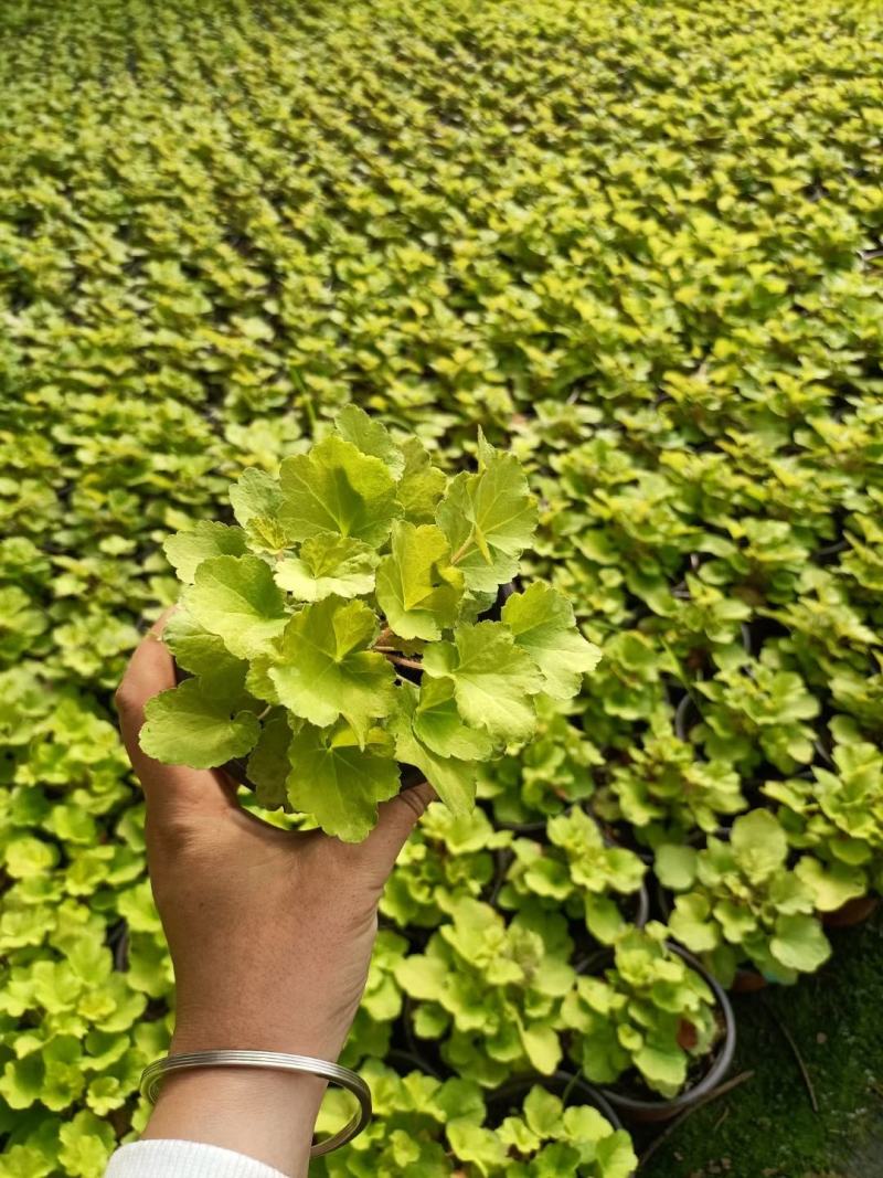 矾根穴盘苗矾根调色板基地直发，视频发货