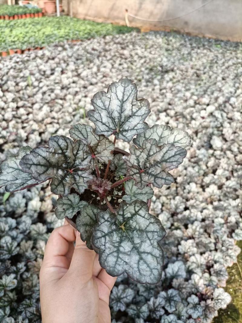 矾根穴盘苗矾根调色板基地直发，视频发货