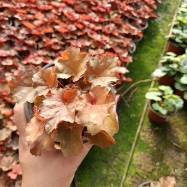 矾根穴盘苗矾根调色板基地直发，视频发货