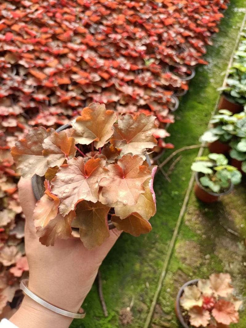 矾根穴盘苗矾根调色板基地直发，视频发货
