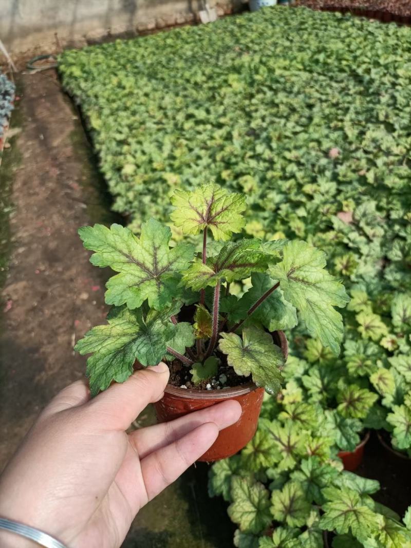 矾根穴盘苗矾根调色板基地直发，视频发货
