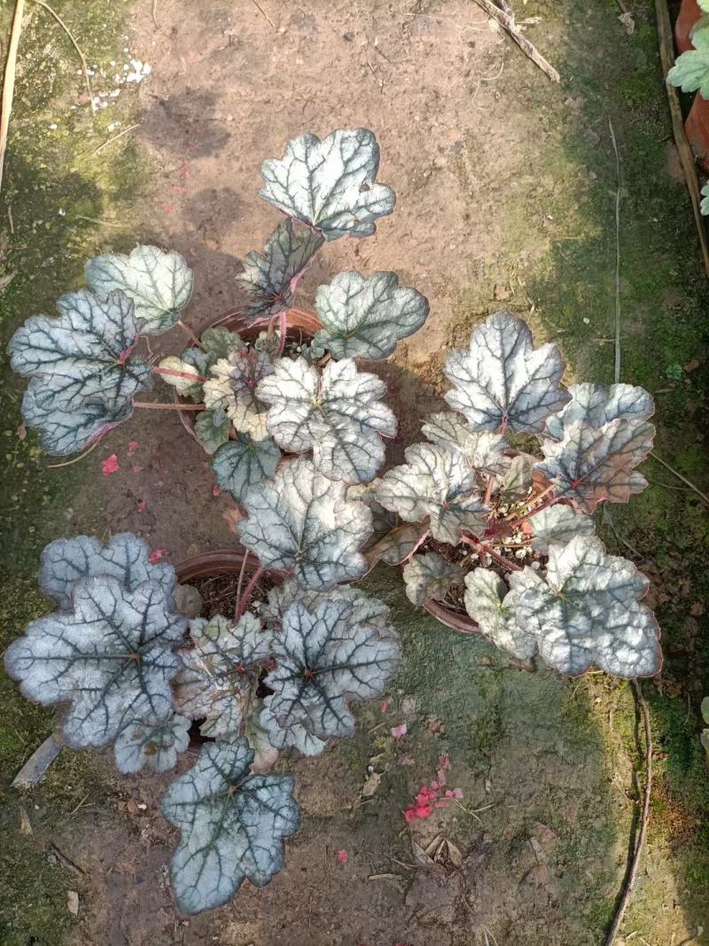矾根穴盘苗矾根调色板基地直发，视频发货
