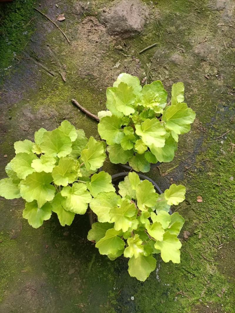 矾根穴盘苗矾根调色板基地直发，视频发货