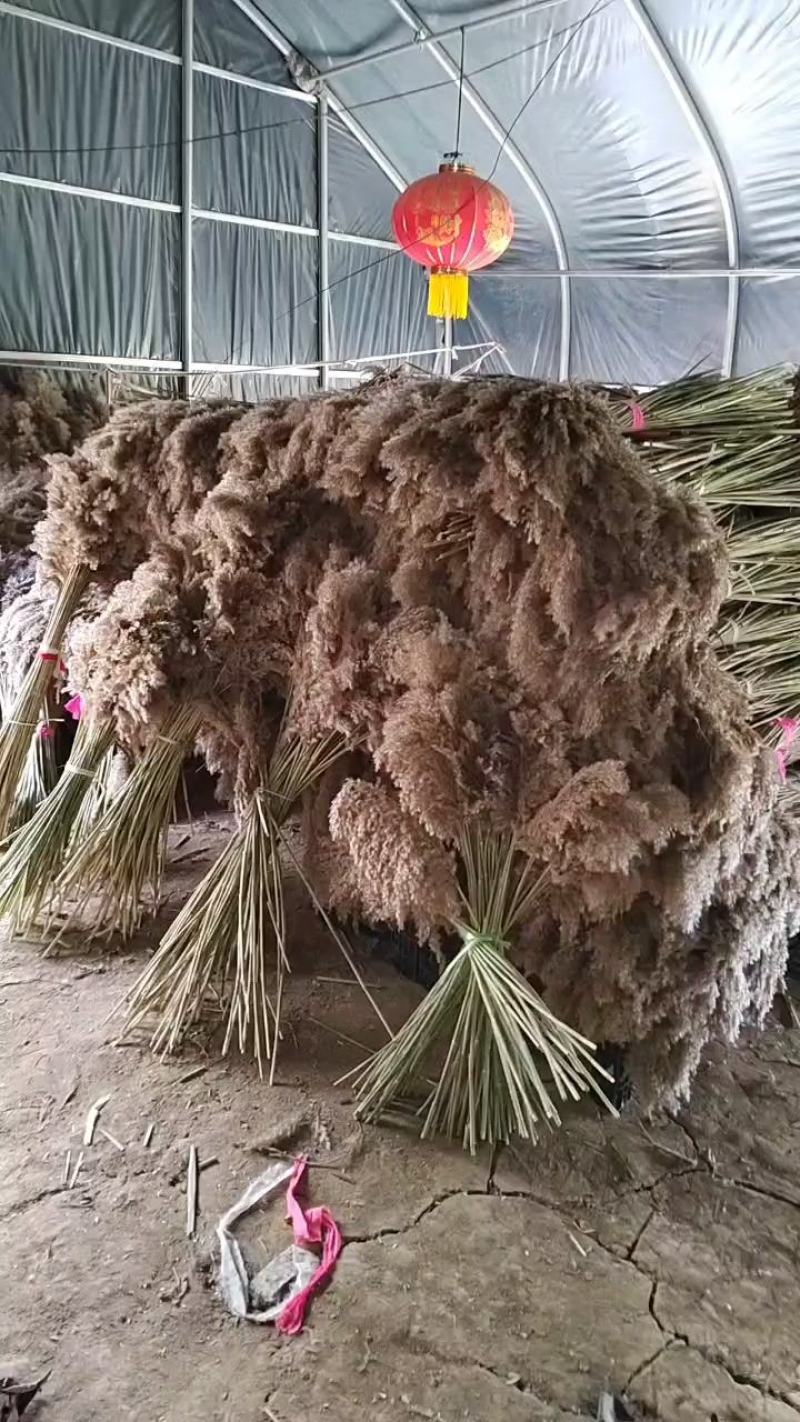 天然芦苇草永生花拂尘花干花花束橱窗装饰客厅落地式摆件婚庆