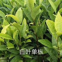 白叶单枞蜜兰香茶苗基地直供,量大从优农田种子