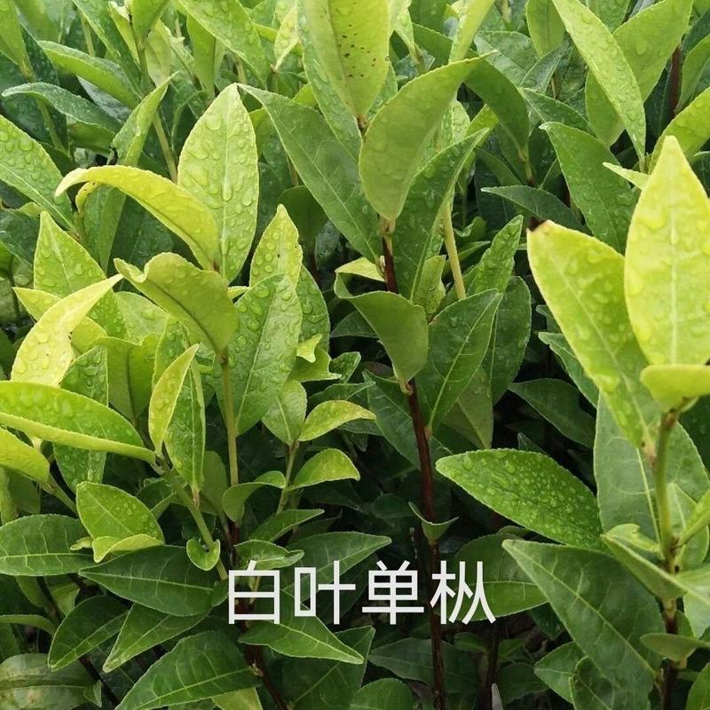 白叶单枞蜜兰香茶苗基地直供,量大从优农田种子