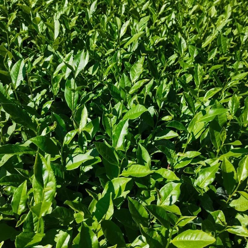 白叶单枞蜜兰香茶苗基地直供,量大从优农田种子
