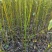 木姜子苗山苍子苗野花椒