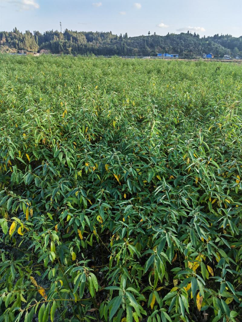 木姜子苗山苍子苗野花椒