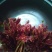 红香椿芽，红油香椿芽，大竹特产，香椿树苗