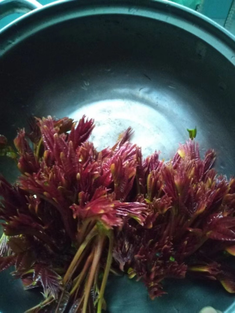 红香椿芽，红油香椿芽，大竹特产，香椿树苗