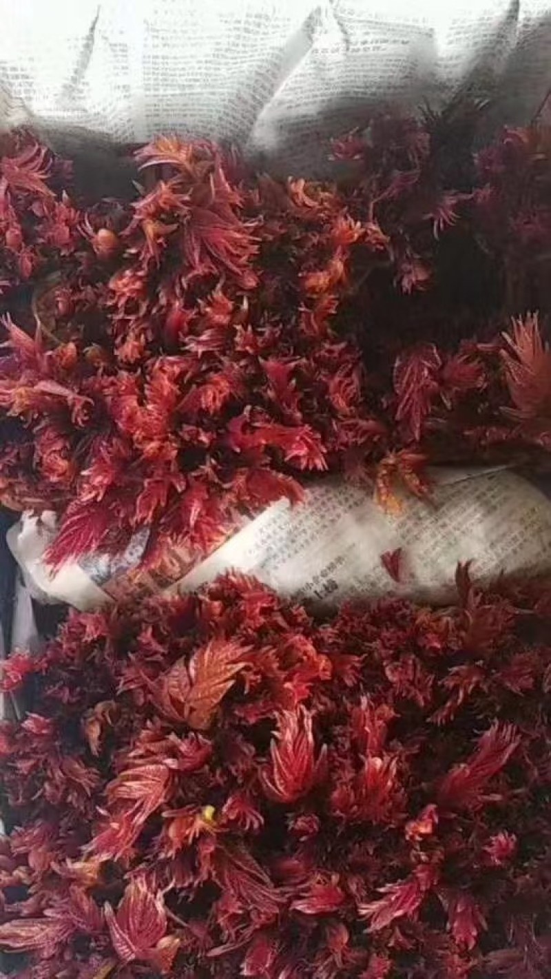 红香椿芽，红油香椿芽，大竹特产，香椿树苗