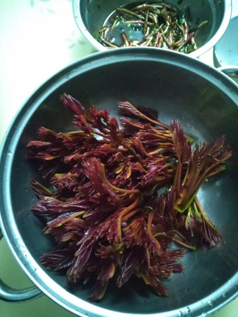 红香椿芽，红油香椿芽，大竹特产，香椿树苗