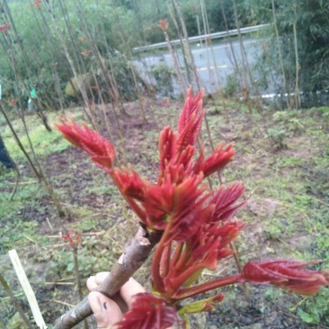 红香椿芽，红油香椿芽，大竹特产，香椿树苗