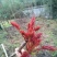 红香椿芽，红油香椿芽，大竹特产，香椿树苗