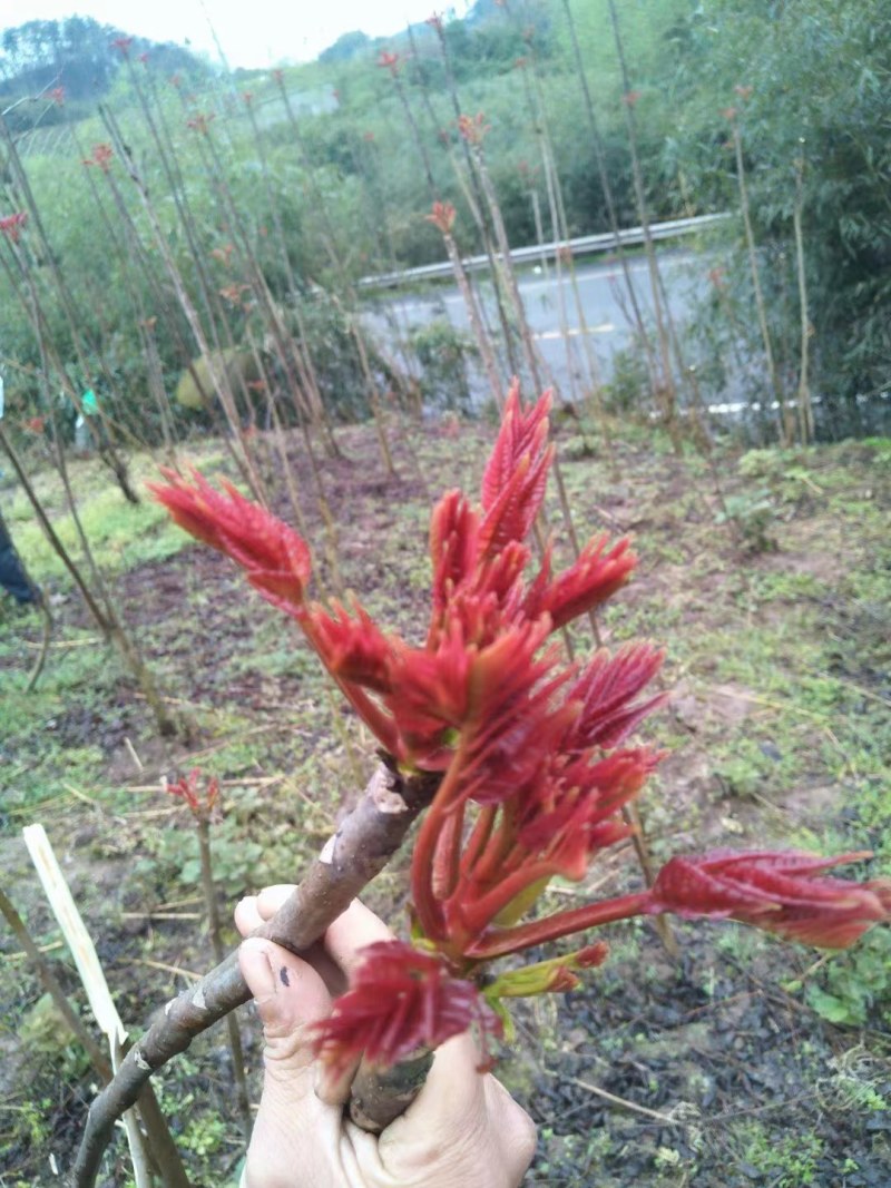 红香椿芽，红油香椿芽，大竹特产，香椿树苗