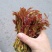 红香椿芽，红油香椿芽，大竹特产，香椿树苗