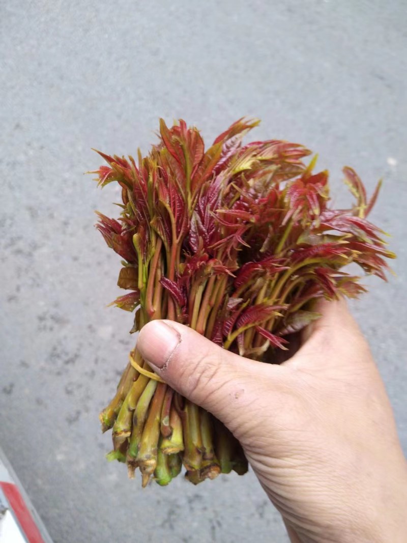 红香椿芽，红油香椿芽，大竹特产，香椿树苗