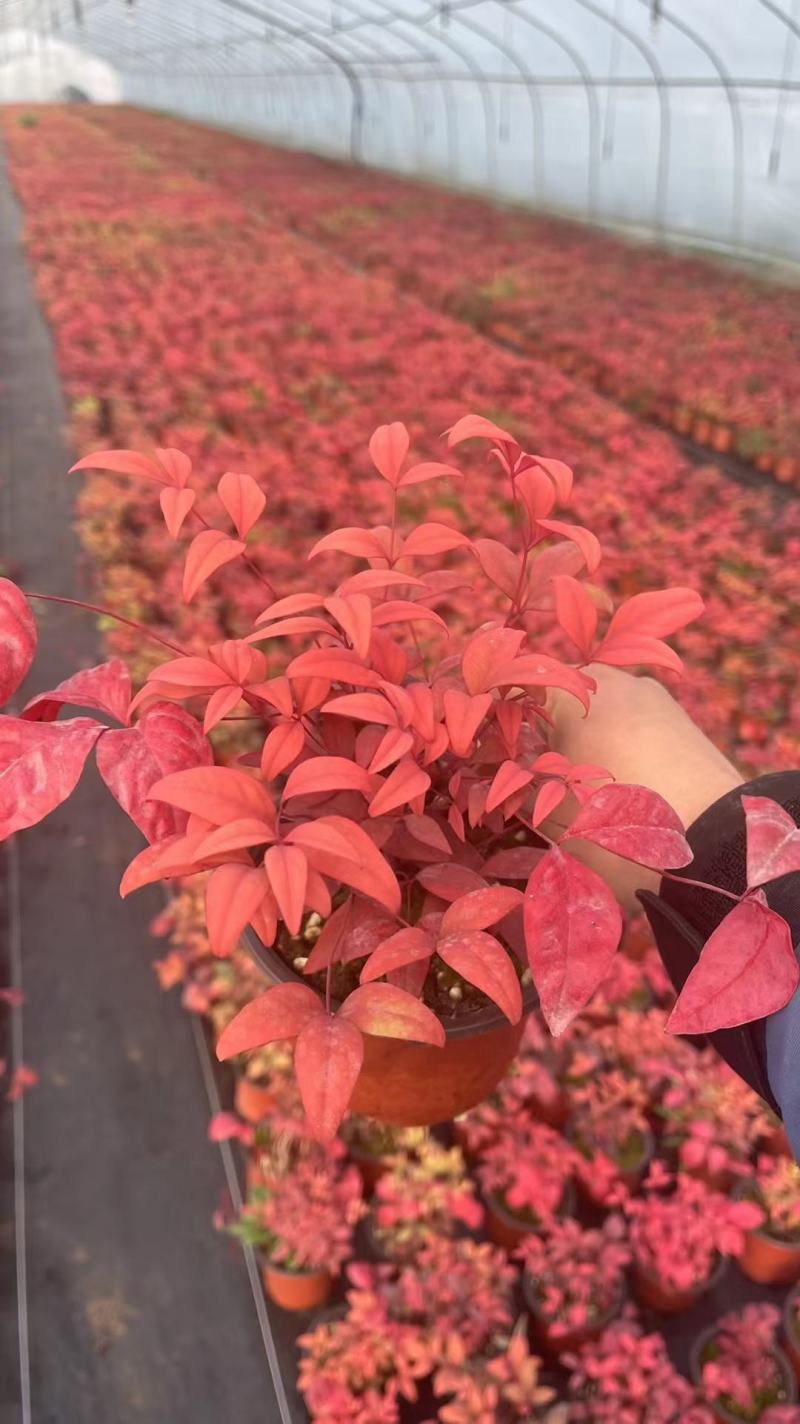 火焰南天竹南天竹基地直发质量保证
