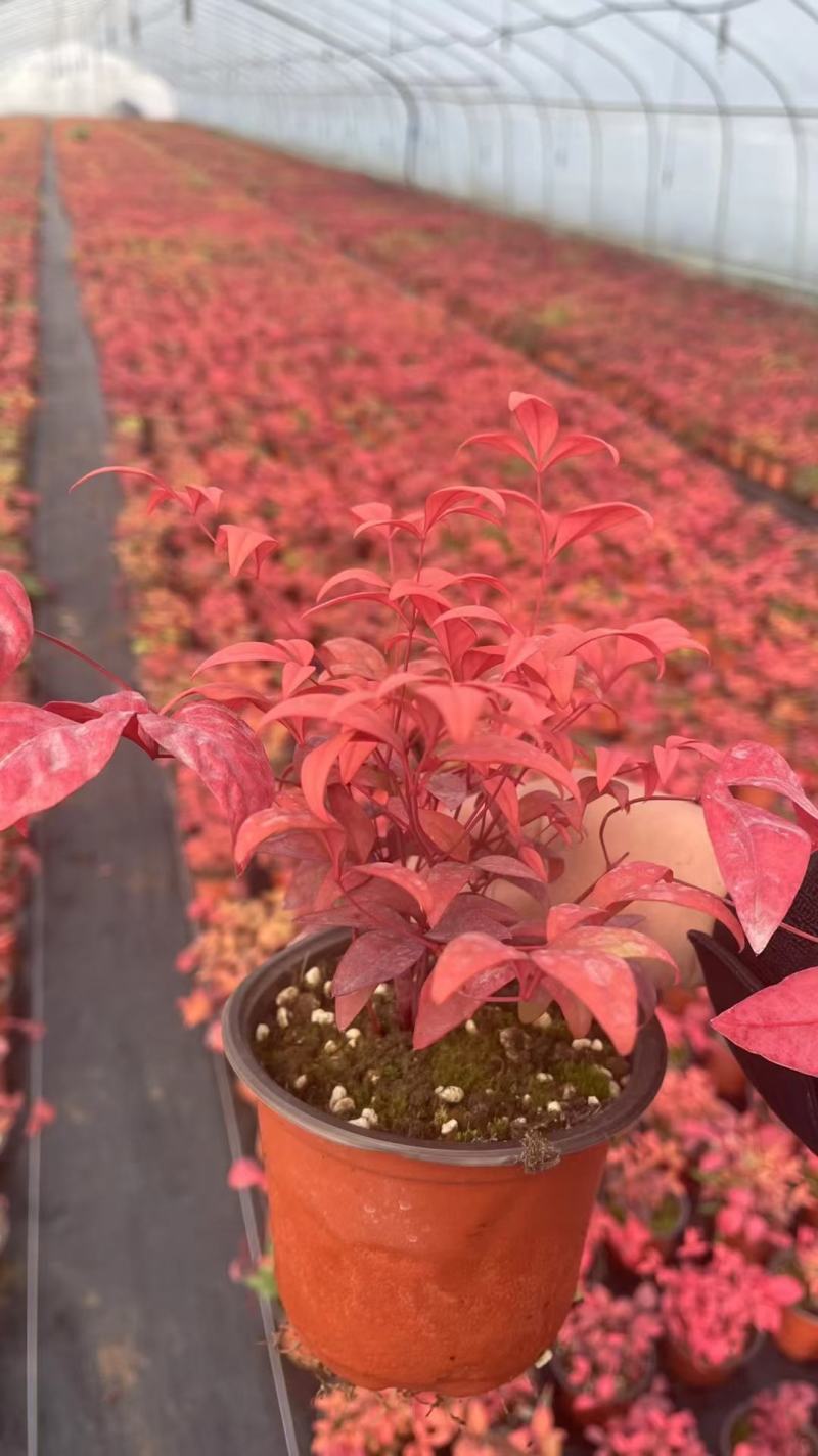 火焰南天竹南天竹基地直发质量保证