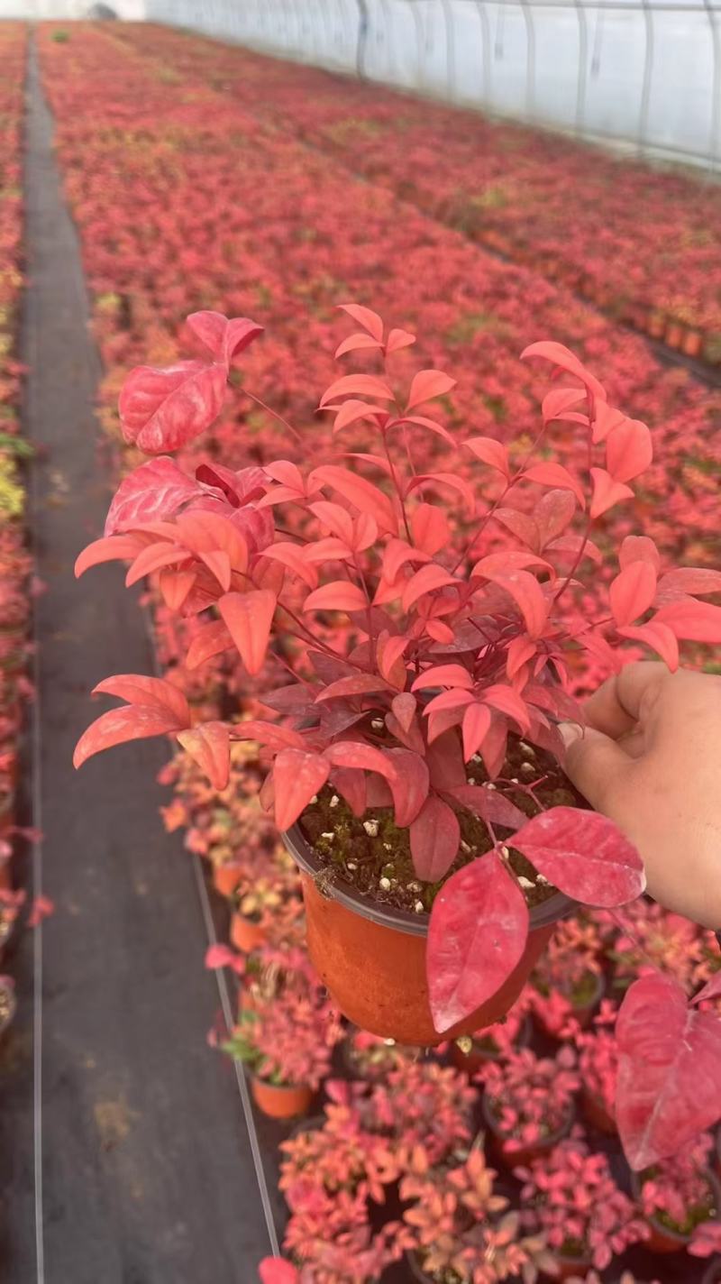 火焰南天竹南天竹基地直发质量保证