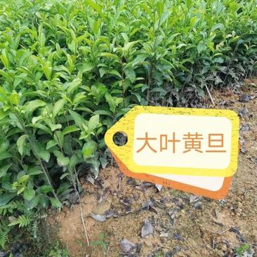 大叶黄旦茶苗,国家良种茶树苗繁育基地直销,量多优惠