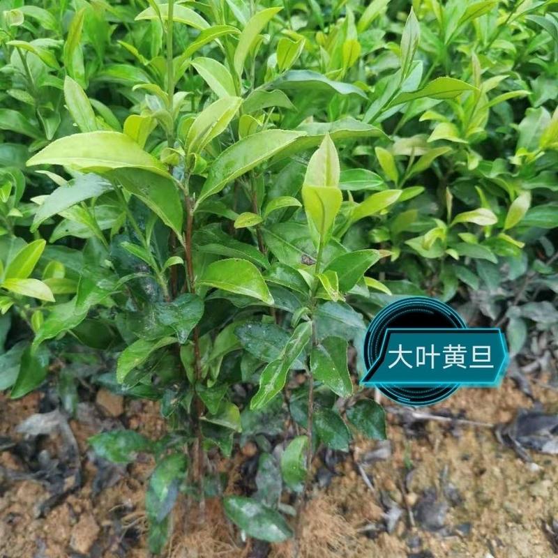 大叶黄旦茶苗,国家良种茶树苗繁育基地直销,量多优惠