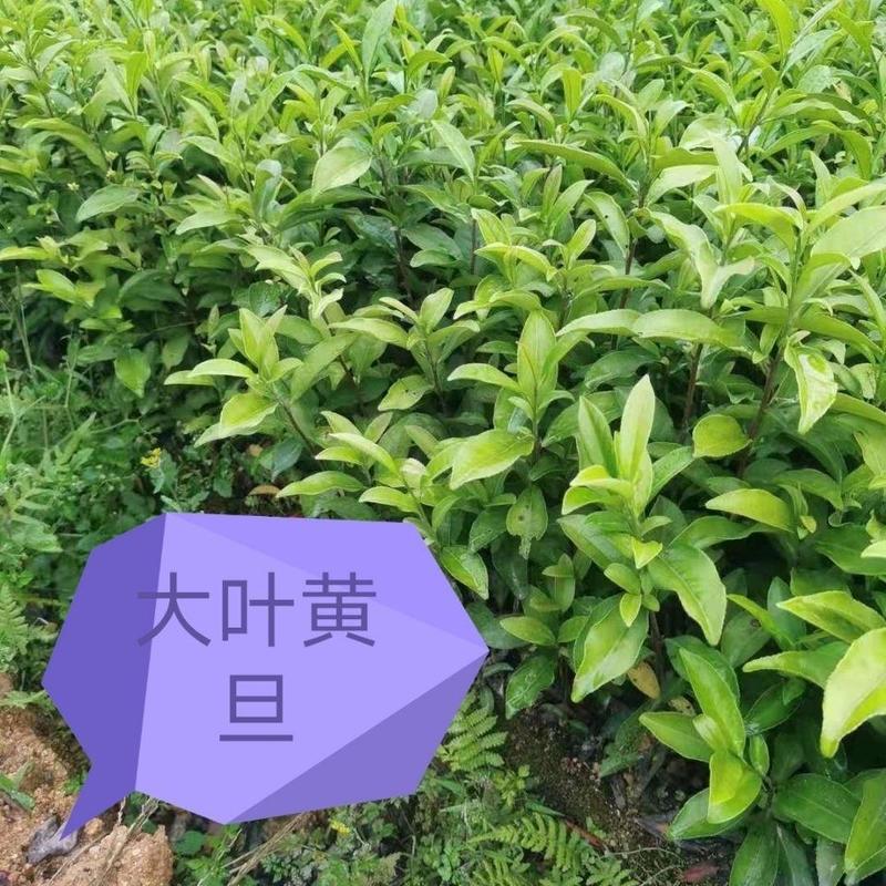 大叶黄旦茶苗,国家良种茶树苗繁育基地直销,量多优惠