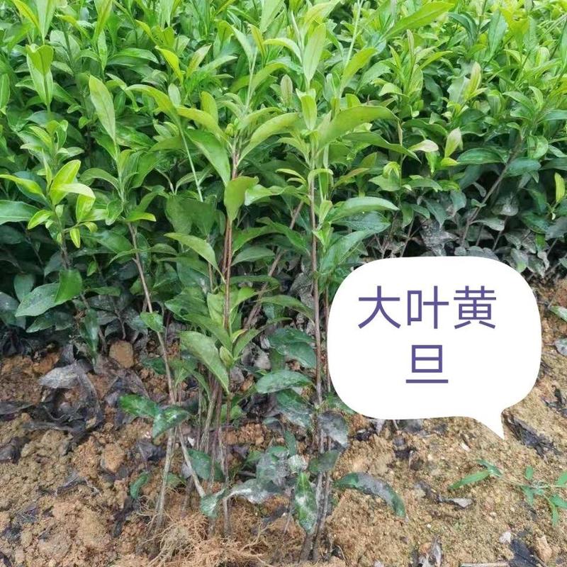 大叶黄旦茶苗,国家良种茶树苗繁育基地直销,量多优惠