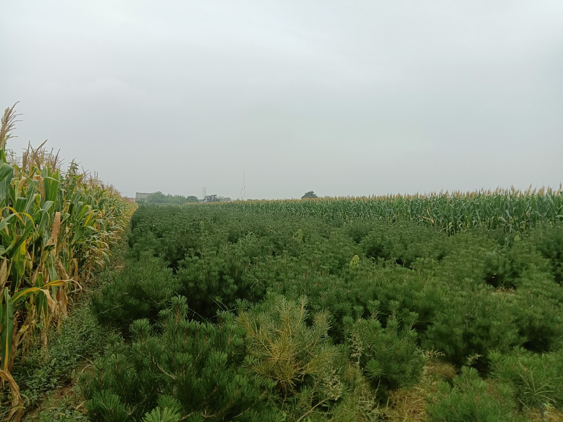 白皮松与虎皮松种子对比图