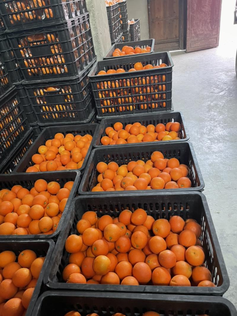 现货精品脐橙，纽荷尔出售，品质保证欢迎全国客商前来选购