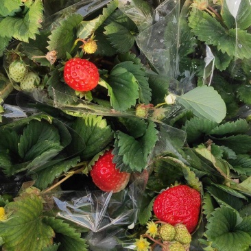 草莓小盆栽基地直发盆栽草莓质量保证