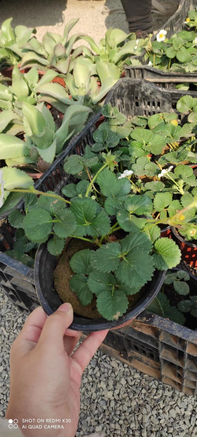 草莓小盆栽基地直发盆栽草莓质量保证